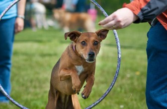 Hula Hop con il cane