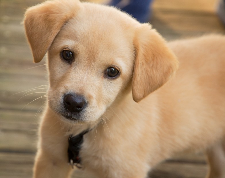 Come Insegnare Al Cane A Non Fare I Bisogni In Casa