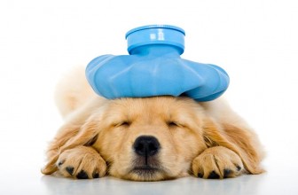 5 malattie che colpiscono l’uomo e il cane indistintamente
