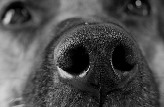 Perchè il mio cane ha il naso umido o secco? Sta bene?