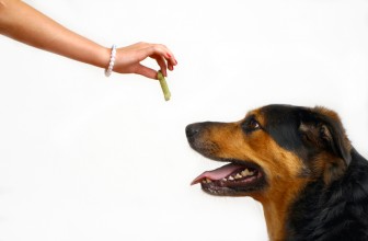 Giocare col cane: Sorpresa nascosta tra le mani