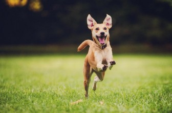 7 semplici cose che rendono il tuo cane felice