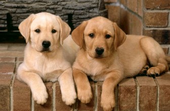 Far socializzare il cane da cucciolo
