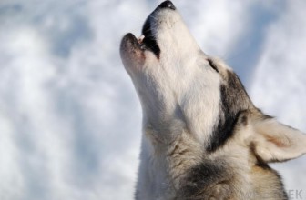 Perchè il cane ulula?