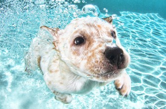 Underwater puppies – Cuccioli sott’acqua