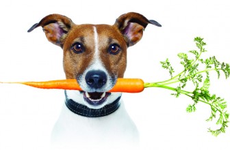 5 Ortaggi e Verdure che fanno bene al tuo Cane