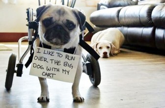 12 cani colpevoli e simpatici