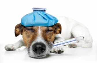 Perchè il Cane vomita? Cause e Soluzioni per il Vomito