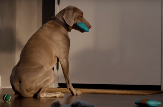 Spot Tv: Cani che aspettano a casa
