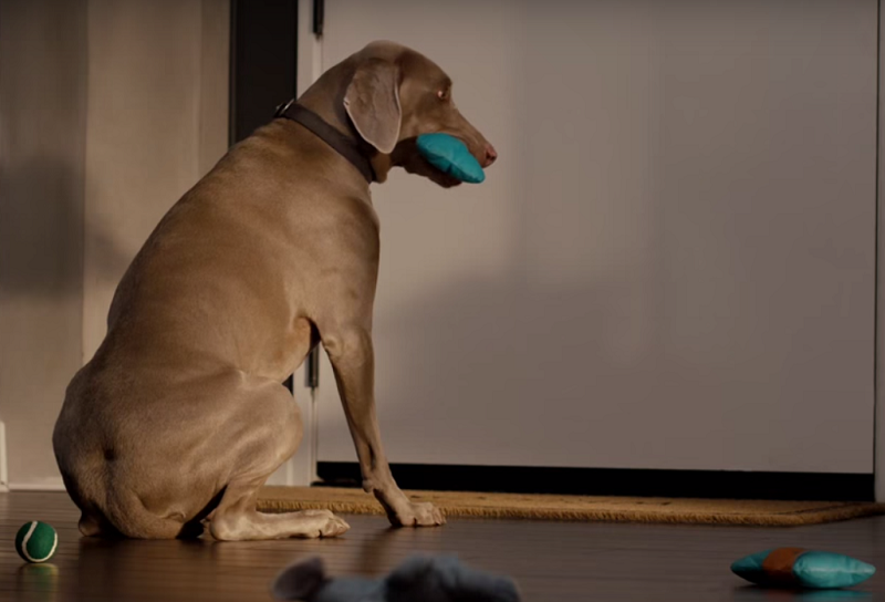 Spot Tv: Cani che aspettano a casa