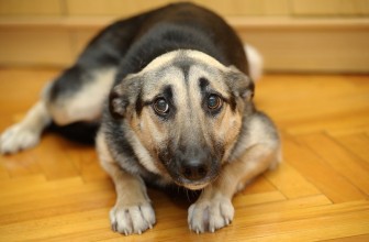 Perchè il mio cane trema? 4 motivi frequenti