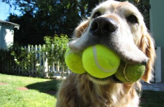 Il cane dipendente dalla pallina