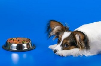 Perchè il mio cane non mangia? 5 motivi frequenti