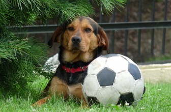 Il cane non vuole giocare: come incoraggiarlo