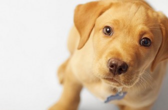 Hai un cane perfetto?