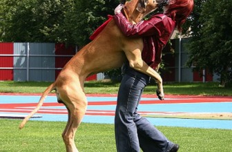 Il mio cane salta addosso! Come farlo smettere?