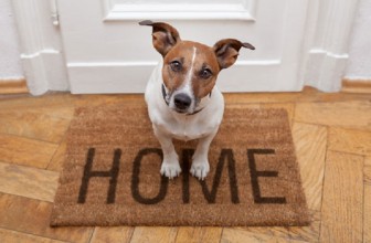 Cani in condominio: tutto quello che c’è da sapere