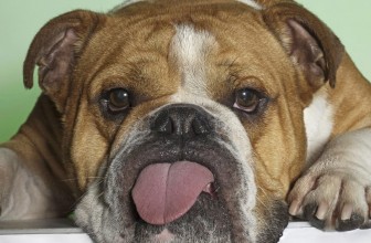 Esistono cani stupidi o solo padroni stupidi?