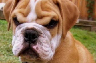 3 modi per farti detestare dal tuo cane
