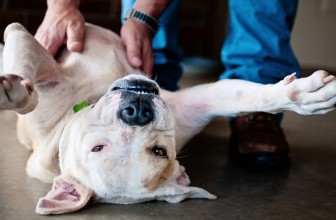 Perchè il cane muove la zampa se gli gratto la pancia?
