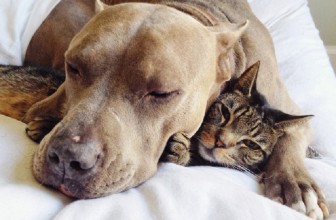 Pitbull che adorano i gattini