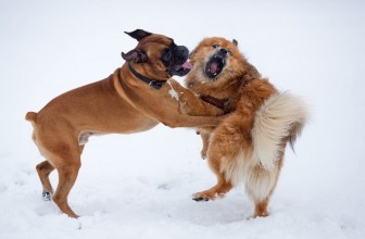Separare due cani che litigano