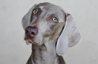 Lo starnuto inverso nel cane