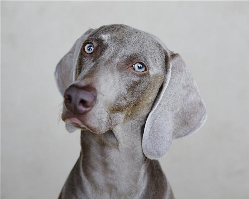 Lo starnuto inverso nel cane