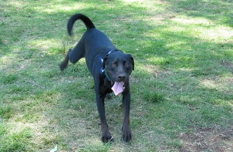 Perchè il cane raspa a terra dopo aver fatto i suoi bisogni?
