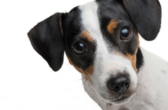Perchè il cane lecca la pipì?