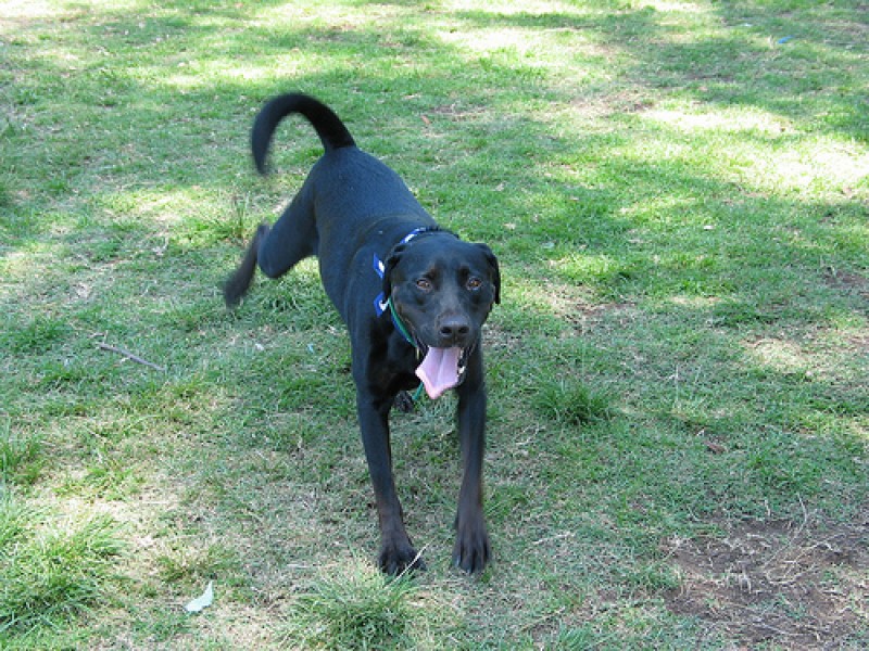Perchè il cane raspa a terra dopo aver fatto i suoi bisogni?