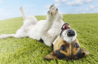 Perchè il cane si rotola nella cacca?