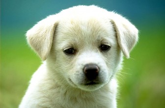 Cucciolo che piange continuamente