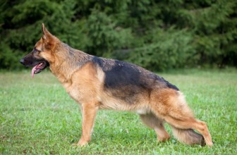 La displasia dell’anca nel cane