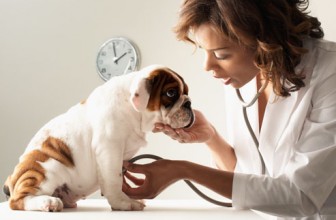 Il mio cane finge di stare bene dal veterinario