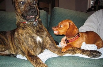 Perchè i cani piccoli attaccano i più grossi?