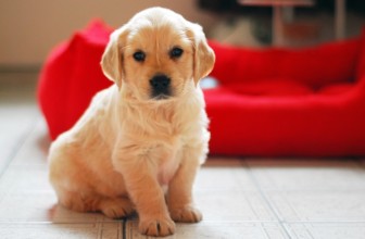 Quanto costa mantenere un cane?