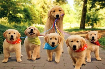 Sterilizzazione del cane femmina: tutto quello che devi sapere