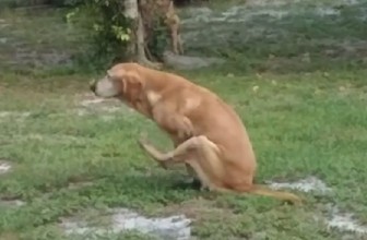 Perchè il cane striscia il sedere per terra?