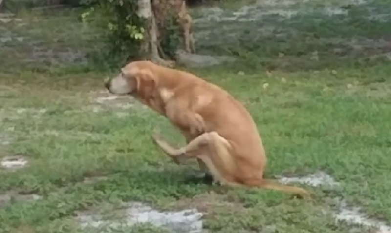 Perchè il cane striscia il sedere per terra?