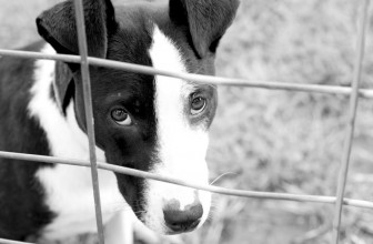 Ho assistito a un maltrattamento di un animale. Cosa devo fare?