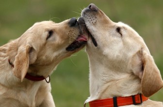 I “baci” dei cani… agli altri cani.