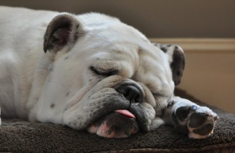 5 cose che invidiamo ai cani domestici