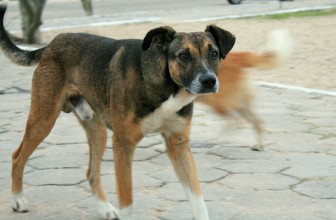 Il cane di Quartiere: Cos’è e come ci diventa
