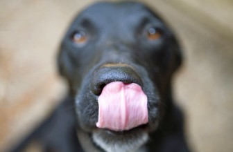 Perchè i cani ci leccano? 4 motivi frequenti