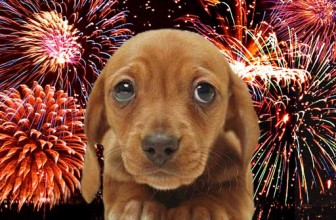 I botti di capodanno: calmare e proteggere il cane