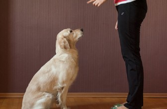Tecniche per farsi riconoscere come capobranco e bugie simili