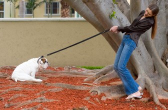 L’importanza di non strattonare il cane durante la passeggiata