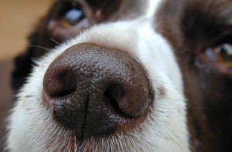 Il cane perde sangue dal naso: 6 motivi frequenti