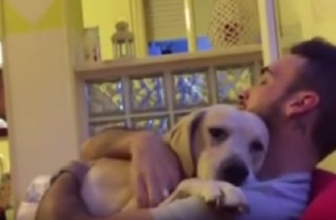 Parliamo di Ettore, il cane che chiede scusa